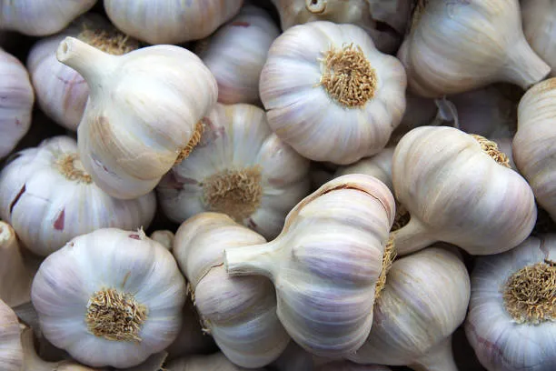 Garlic (Lahsun)