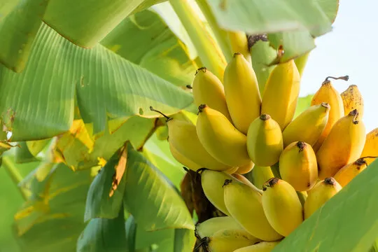 Banana (Kela)