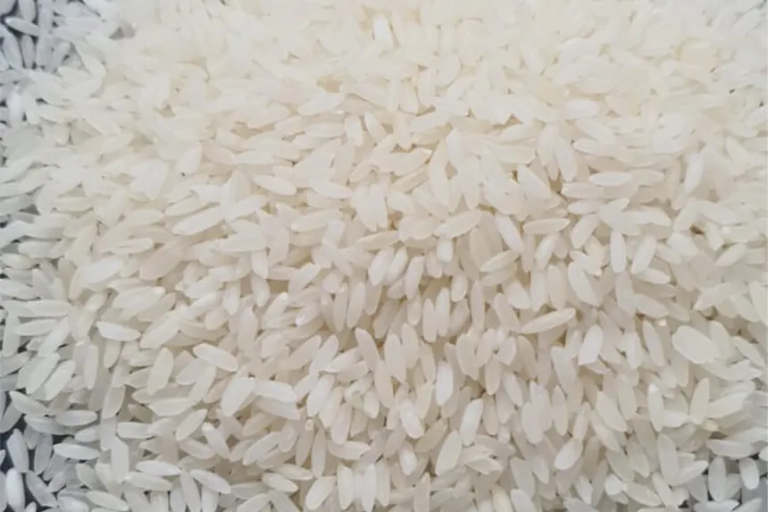 Rice