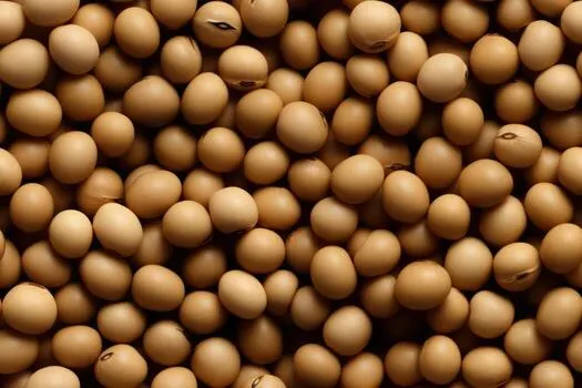 Soyabean